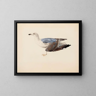 Goéland cendré - Magnus von Wright — framed artwork on a wall