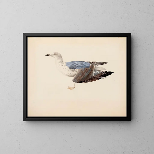 Goéland cendré - Magnus von Wright — framed artwork on a wall