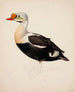 Eider à tête grise (unfinished) - Magnus von Wright — artwork view