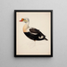 Eider à tête grise (unfinished) - Magnus von Wright — framed artwork on a wall