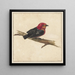 Manakin de l'oiseau surinamais Pipra Aureola - Carel Borchaert Voet — wall display of the artwork