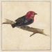 Manakin de l'oiseau surinamais Pipra Aureola - Carel Borchaert Voet — displayed in an interior