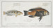 Labrus melagaster The black belly 2 Labrus malapterus The soft-finned sea perch - Marcus Elieser Bloch — artwork view