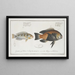 Labrus melagaster The black belly 2 Labrus malapterus The soft-finned sea perch - Marcus Elieser Bloch — framed artwork on a wall