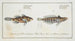Sciaena cylindrica The cylindrical shadow 2 Sciaena maculata The spotted shadow - Marcus Elieser Bloch — artwork view