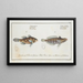 Sciaena cylindrica The cylindrical shadow 2 Sciaena maculata The spotted shadow - Marcus Elieser Bloch — framed artwork on a wall