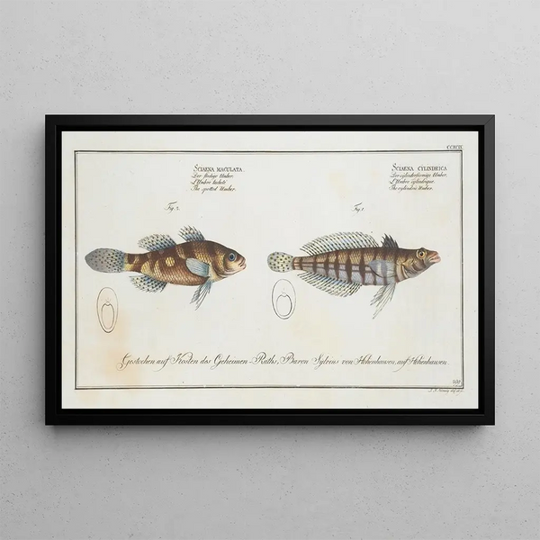 Sciaena cylindrica The cylindrical shadow 2 Sciaena maculata The spotted shadow - Marcus Elieser Bloch — framed artwork on a wall