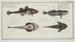 2 Cottus gobio the river sculpin 3 4 Cottus cataphractus the armored sculpin - Marcus Elieser Bloch — artwork view