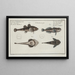 2 Cottus gobio the river sculpin 3 4 Cottus cataphractus the armored sculpin - Marcus Elieser Bloch — framed artwork on a wall