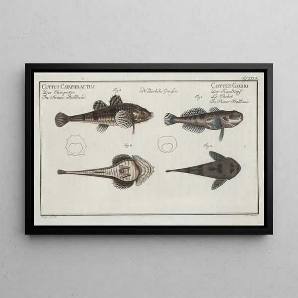 2 Cottus gobio the river sculpin 3 4 Cottus cataphractus the armored sculpin - Marcus Elieser Bloch — framed artwork on a wall