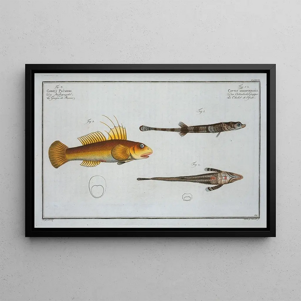 2 Cottus monopterigius 3 Gobius Plmieri - Marcus Elieser Bloch — framed artwork on a wall