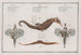 2 Pégase Draconis The Sea Dragon 3 Syngnathus Hippocampus The Hippocampus - Marcus Elieser Bloch — artwork view