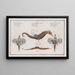 2 Pégase Draconis The Sea Dragon 3 Syngnathus Hippocampus The Hippocampus - Marcus Elieser Bloch — framed artwork on a wall