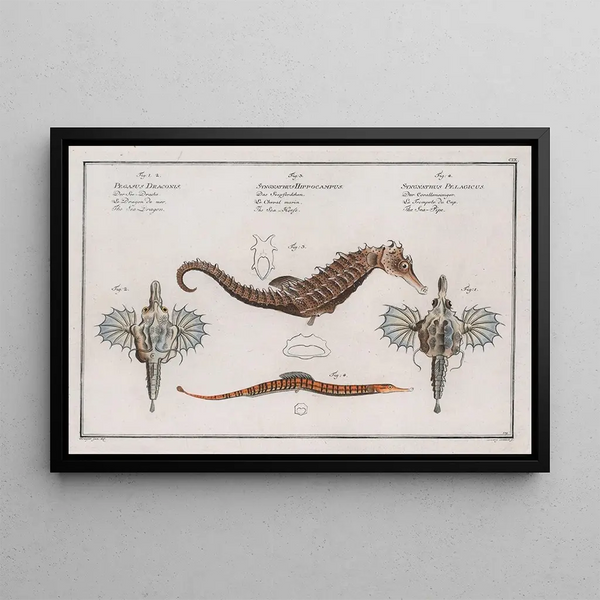 2 Pégase Draconis The Sea Dragon 3 Syngnathus Hippocampus The Hippocampus - Marcus Elieser Bloch — framed artwork on a wall
