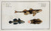 2 Perca Asper La Perche Rugueuse 3 Gobius Jozo The Blue Goby - Marcus Elieser Bloch — artwork view