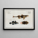 2 Perca Asper La Perche Rugueuse 3 Gobius Jozo The Blue Goby - Marcus Elieser Bloch — framed artwork on a wall