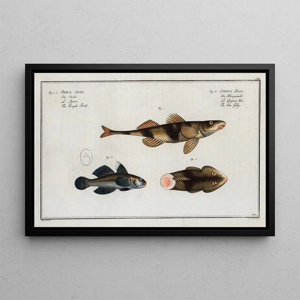 2 Perca Asper La Perche Rugueuse 3 Gobius Jozo The Blue Goby - Marcus Elieser Bloch — framed artwork on a wall