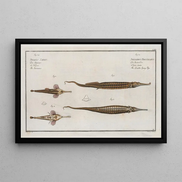 2 Syngnathus Biaculeatus, the double-spined trumpetfish 3 Pegasus Natans, the swimmer - Marcus Elieser Bloch — framed artwork on a wall
