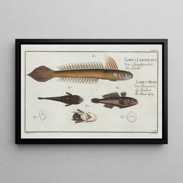 4 Gobius Lanceolatus The Lance Goby 2 3 Gobius Niger The Black Goby - Marcus Elieser Bloch — framed artwork on a wall