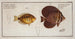 Acanthurus velifer la voile 2 Chaetodon maculatus le chétodon maculé - Marcus Elieser Bloch — artwork view