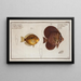 Acanthurus velifer la voile 2 Chaetodon maculatus le chétodon maculé - Marcus Elieser Bloch — framed artwork on a wall