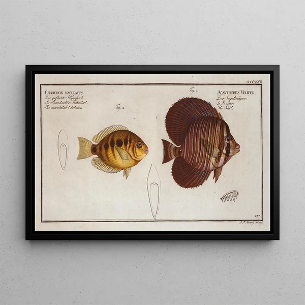 Acanthurus velifer la voile 2 Chaetodon maculatus le chétodon maculé - Marcus Elieser Bloch — framed artwork on a wall
