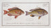 Anthias bilineatus The Double Thread 2 Anthias japonicus The Japanese Grondin - Marcus Elieser Bloch — artwork view