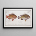 Anthias bilineatus The Double Thread 2 Anthias japonicus The Japanese Grondin - Marcus Elieser Bloch — framed artwork on a wall