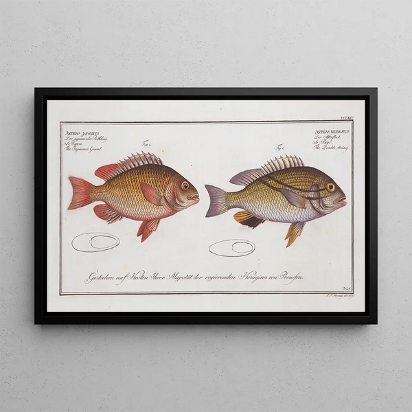 Anthias bilineatus The Double Thread 2 Anthias japonicus The Japanese Grondin - Marcus Elieser Bloch — framed artwork on a wall