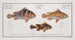 Anthias lineatus The Lined grunt 2 Anthias orientalis The Bastard 3 Anthias maculatus The Spotted grunt - Marcus Elieser Bloch — artwork view