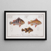 Anthias lineatus The Lined grunt 2 Anthias orientalis The Bastard 3 Anthias maculatus The Spotted grunt - Marcus Elieser Bloch — framed artwork on a wall