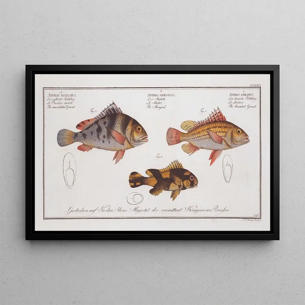 Anthias lineatus The Lined grunt 2 Anthias orientalis The Bastard 3 Anthias maculatus The Spotted grunt - Marcus Elieser Bloch — framed artwork on a wall