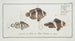 Anthias polymna Le Tontelton 2 and Anthias bifasciatus Le Jordaine - Marcus Elieser Bloch — artwork view