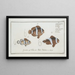 Anthias polymna Le Tontelton 2 and Anthias bifasciatus Le Jordaine - Marcus Elieser Bloch — framed artwork on a wall