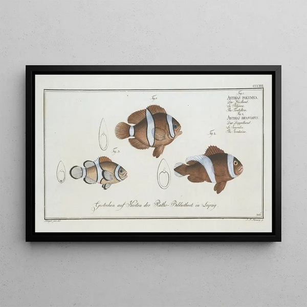 Anthias polymna Le Tontelton 2 and Anthias bifasciatus Le Jordaine - Marcus Elieser Bloch — framed artwork on a wall