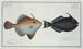 Balistes chinensis 2 Balistes ringens The old black wife - Marcus Elieser Bloch — artwork view