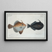 Balistes chinensis 2 Balistes ringens The old black wife - Marcus Elieser Bloch — framed artwork on a wall