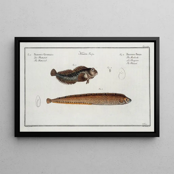 Blennius Gunellus The Butter Fish 2 Blennius Pholis The Bulcard - Marcus Elieser Bloch — framed artwork on a wall