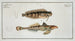 Blennius fasciatus 2 Callionymus Dracunculus The sordid dragonet - Marcus Elieser Bloch — artwork view