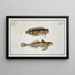 Blennius fasciatus 2 Callionymus Dracunculus The sordid dragonet - Marcus Elieser Bloch — framed artwork on a wall