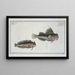 Blennius ocellaris The butterfly fish 2 Blennius Gattorugine - Marcus Elieser Bloch — framed artwork on a wall