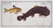 Cataphractus Callychthis Le Tamoate 2 Cataphractus punctatus Le Cataphracte ponctué - Marcus Elieser Bloch — artwork view