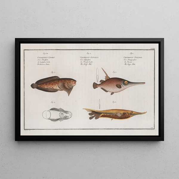 Centriscus scolopax The Bêche-de-mer Fish 2 Centriscus scutatus The Knife Fish - Marcus Elieser Bloch — framed artwork on a wall