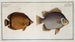 Chaetodon Argus 2 Chaetodon vagabond - Marcus Elieser Bloch — artwork view