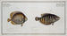 Chaetodon chinensis, the Chinese butterflyfish 2 Chaetodon kleinii, Klein's butterflyfish - Marcus Elieser Bloch — artwork view