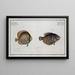 Chaetodon chinensis, the Chinese butterflyfish 2 Chaetodon kleinii, Klein's butterflyfish - Marcus Elieser Bloch — framed artwork on a wall