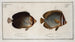 Chaetodon Collare Le Collier 2 Chaetodon mesoleucus Le Mulâtre - Marcus Elieser Bloch — artwork view