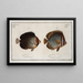 Chaetodon Collare Le Collier 2 Chaetodon mesoleucus Le Mulâtre - Marcus Elieser Bloch — framed artwork on a wall