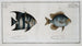 Chaetodon Curacao The Curaçao angelfish 2 Chaetodon Faber The blacksmith - Marcus Elieser Bloch — artwork view