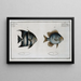Chaetodon Curacao The Curaçao angelfish 2 Chaetodon Faber The blacksmith - Marcus Elieser Bloch — framed artwork on a wall